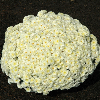 Chrysanthemum x morifolium 'White' (047242)
