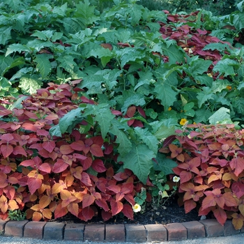 Coleus Stained Glassworks™ 'Copper' (047286)