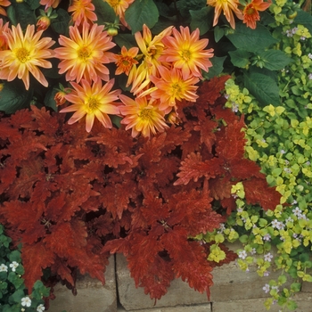 Coleus Stained Glassworks™ 'Copper' (047287)