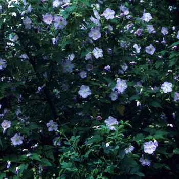 Abutilon vitifolium 'Beatty' (047288)