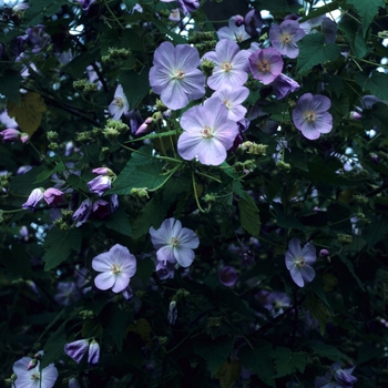 Abutilon vitifolium 'Beatty' (047289)