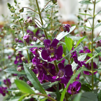 Angelonia angustifolia Adessa® 'Purple' (047595)