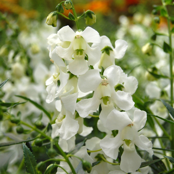 Angelonia angustifolia Angelwings® 'White' (047619)