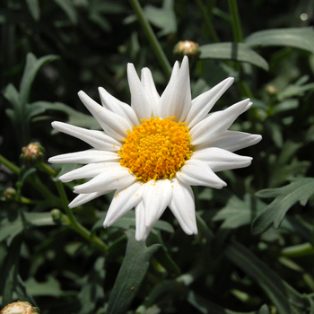 Argyranthemum frutescens Glory 'White' (048123)