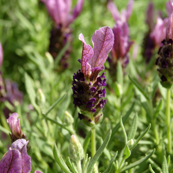 Lavandula stoechas 'Little Bee™ Lilac' (048745)
