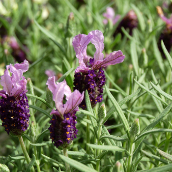 Lavandula stoechas 'Little Bee™ Purple' (048747)