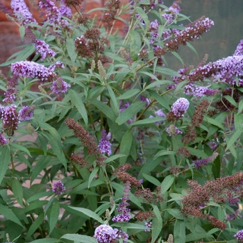 Buddleia davidii English Butterfly™ 'Purple Emperor™' (048934)