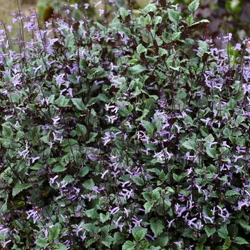Plectranthus 'Mona Lavender' (048963)