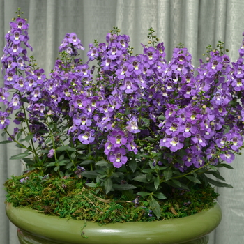 Angelonia angustifolia Archangel™ 'Purple' (049088)