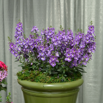 Angelonia angustifolia Archangel™ 'Purple' (049089)