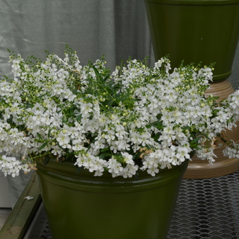 Angelonia angustifolia Angelmist® 'Spreading White' (049090)