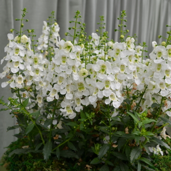 Angelonia angustifolia Archangel™ 'White Improved' (049098)