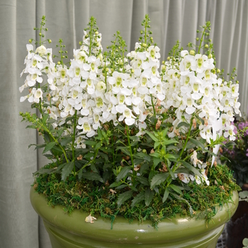 Angelonia angustifolia Archangel™ 'White Improved' (049099)