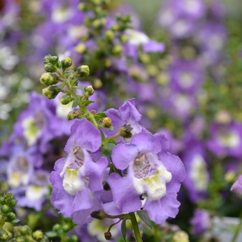 Angelonia angustifolia Archangel™ 'Purple' (049100)