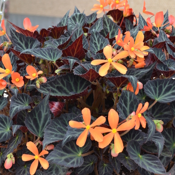 Begonia 'Sparks Will Fly' (049101)
