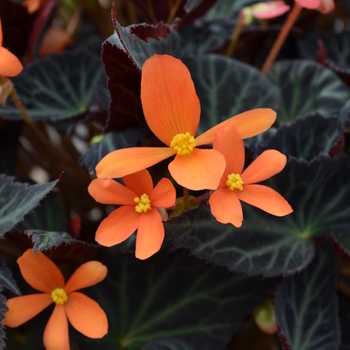 Begonia 'Sparks Will Fly' (049103)