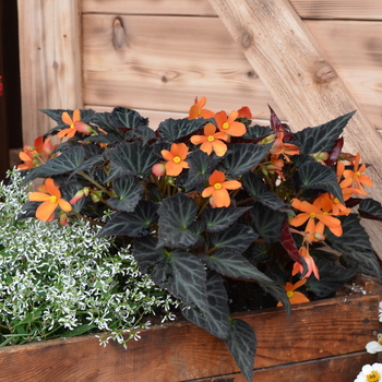 Begonia 'Sparks Will Fly' (049104)