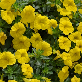 Calibrachoa MiniFamous® Neo 'Deep Yellow' (049111)