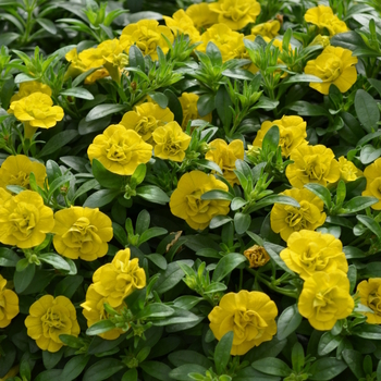 Calibrachoa MiniFamous® 'Double Yellow' (049164)