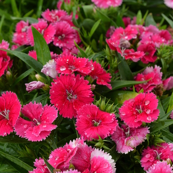 Dianthus Ideal Select™ 'Raspberry' (049198)