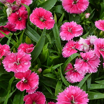 Dianthus Ideal Select™ 'Raspberry' (049200)