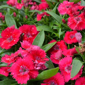 Dianthus Ideal Select™ 'Red' (049201)