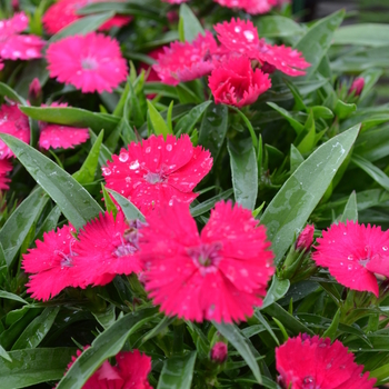 Dianthus Ideal Select™ 'Rose' (049202)