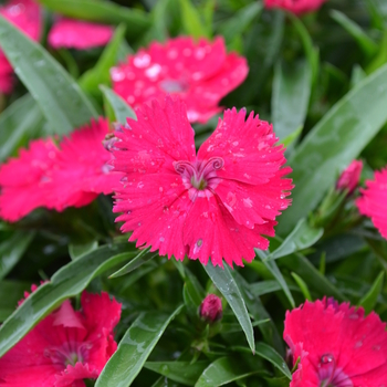 Dianthus Ideal Select™ 'Rose' (049203)