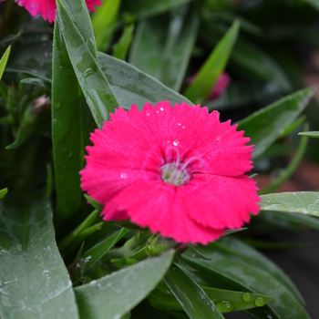 Dianthus Ideal Select™ 'Rose' (049204)