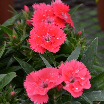 Dianthus Ideal Select™ 'Salmon' (049205)