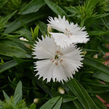 Dianthus Ideal Select™ 'White' (049208)