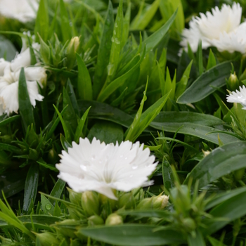 Dianthus Ideal Select™ 'White' (049210)