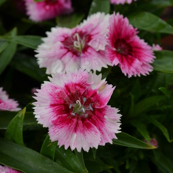 Dianthus Ideal Select™ 'WhiteFire' (049212)