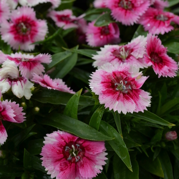 Dianthus Ideal Select™ 'WhiteFire' (049213)