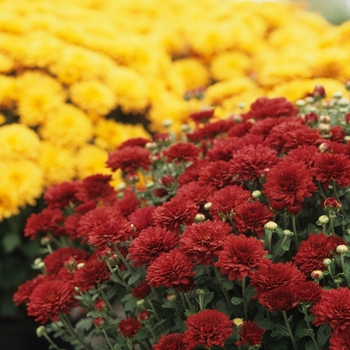 Chrysanthemum x morifolium 'Raquel™ Ruby Red' (049282)
