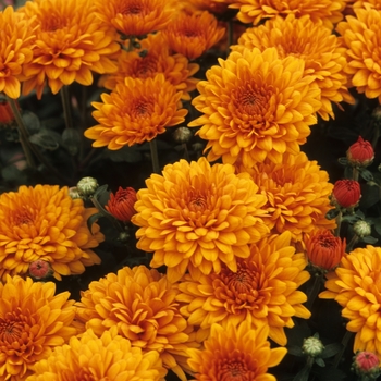 Chrysanthemum x morifolium 'Vicki Orange Bicolor' (049284)