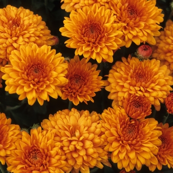 Chrysanthemum x morifolium 'Vicki Orange Bicolor' (049285)