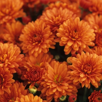 Chrysanthemum x morifolium 'Warm Megan Orange' (049286)