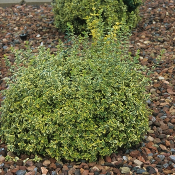 Euonymus fortunei 'Emerald n' Gold' (049354)
