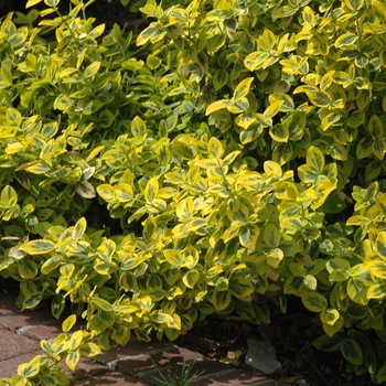 Euonymus fortunei 'Emerald n' Gold' (049355)