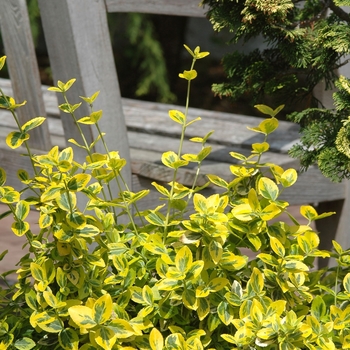 Euonymus fortunei 'Emerald n' Gold' (049356)