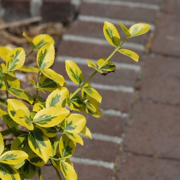 Euonymus fortunei 'Emerald n' Gold' (049357)