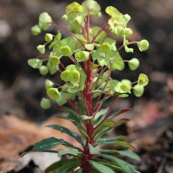 Euphorbia amygdaloides 'Efanthia' (049369)