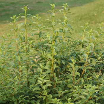 Forsythia viridissima var. koreana 'Kumson' (049399)