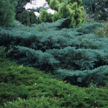 Juniperus virginiana 'Blue Mountain' (049775)