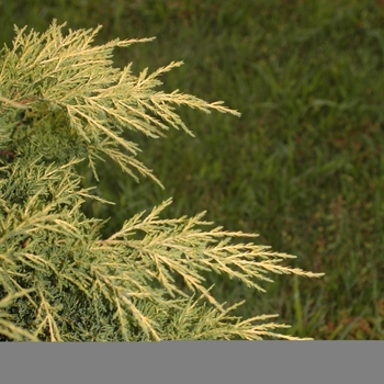Juniperus chinensis 'Gold Star' (049778)