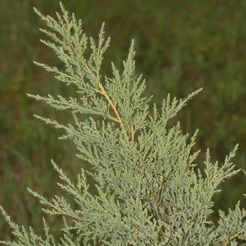 Juniperus chinensis 'Pfitzeriana (Wilhelm Pfitzeriana)' (049806)
