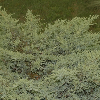 Juniperus chinensis 'Pfitzeriana (Wilhelm Pfitzeriana)' (049807)