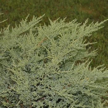 Juniperus chinensis 'Pfitzeriana (Wilhelm Pfitzeriana)' (049808)