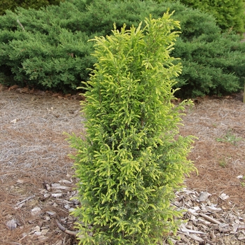 Juniperus communis 'Gold Cone' (049814)